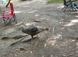 Pfeiffer Big Sur State Park Campground