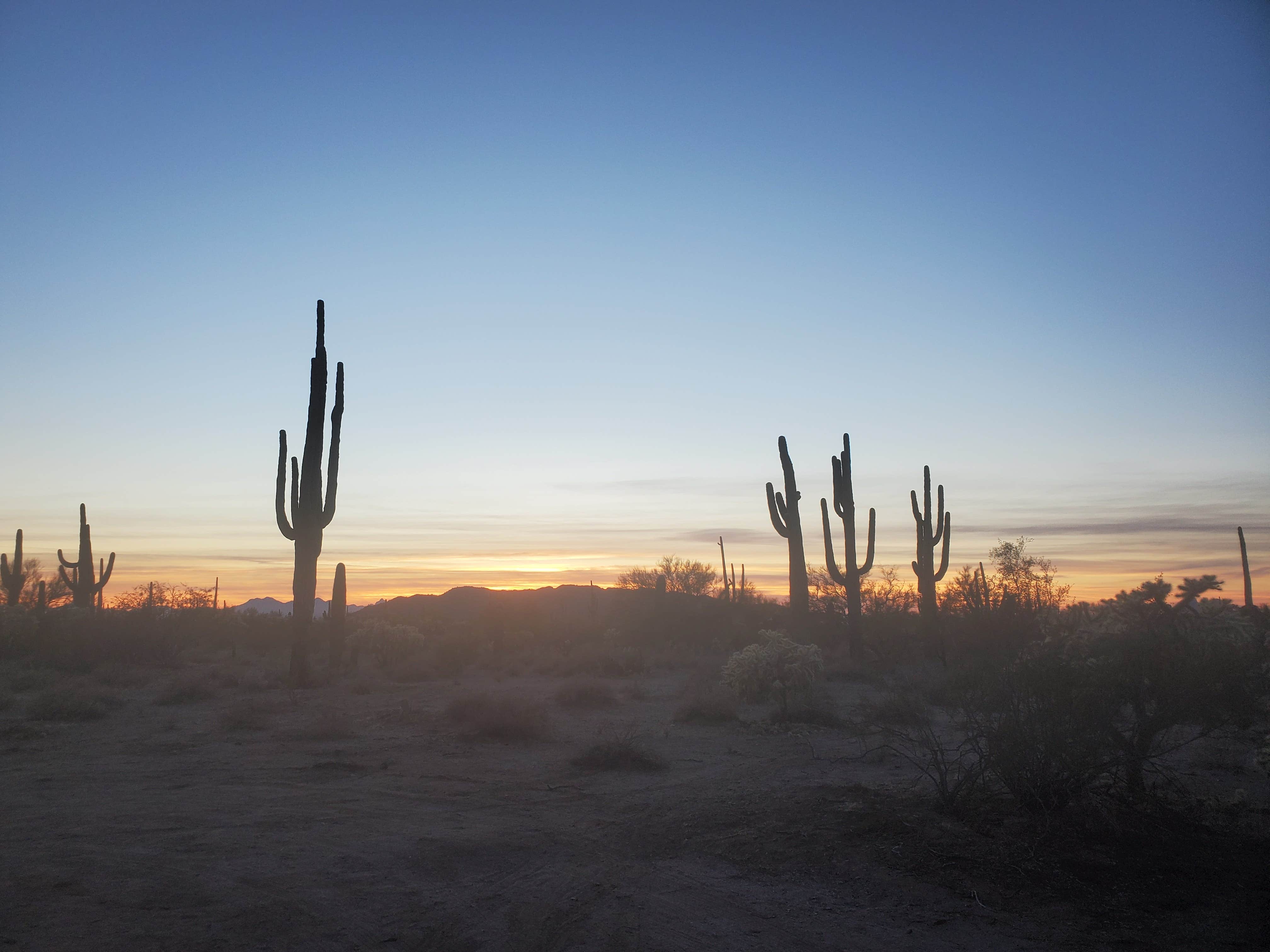 Camper-submitted photo at Cactus Forest Dispersed near Tucson, AZ