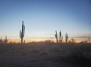 Cactus Forest Dispersed