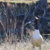 Review photo of Doris Campground by Joshua A., January 6, 2021