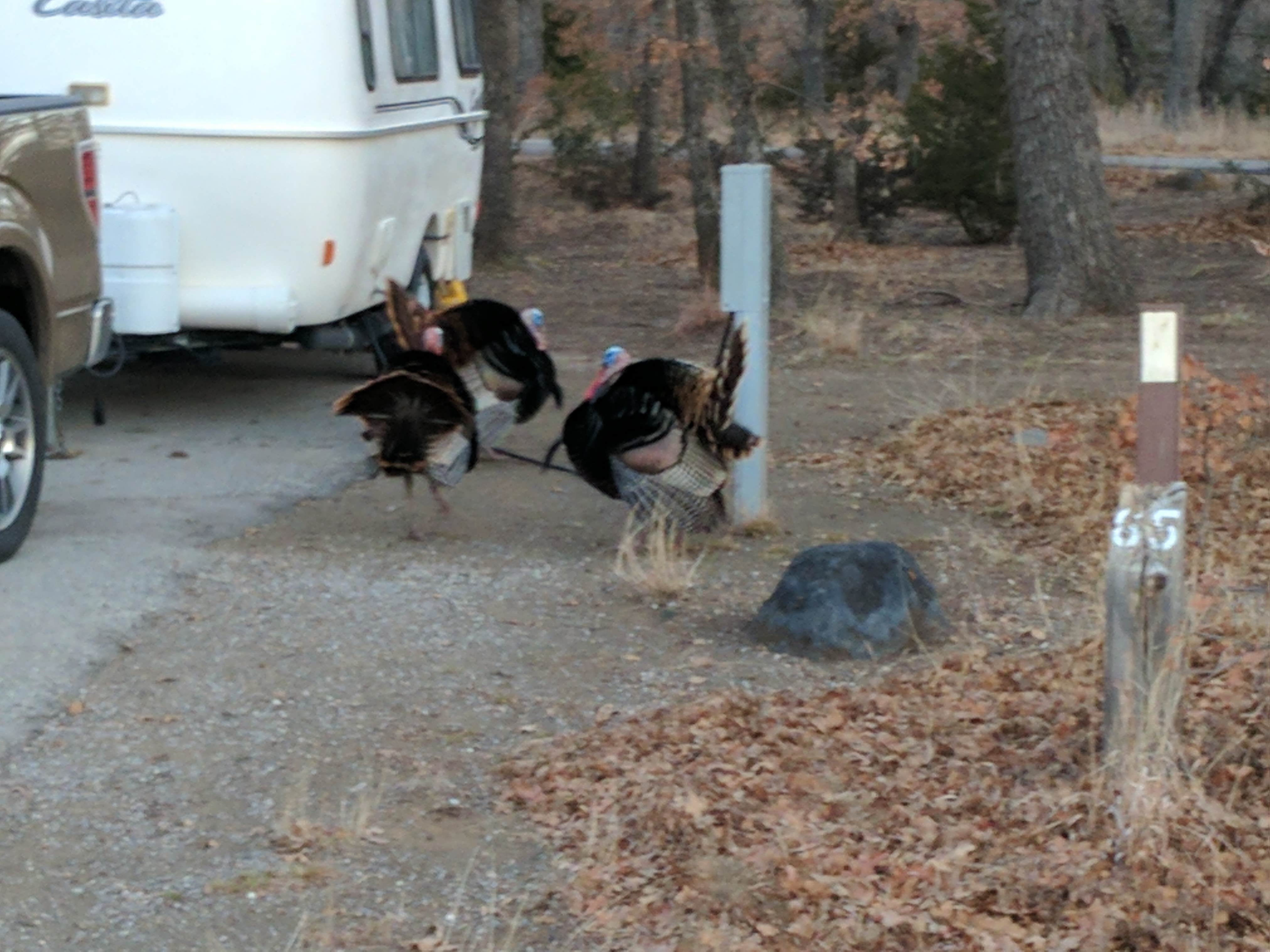Joshua A.'s photo of rv camping at Doris Campground near Fort Sill, OK