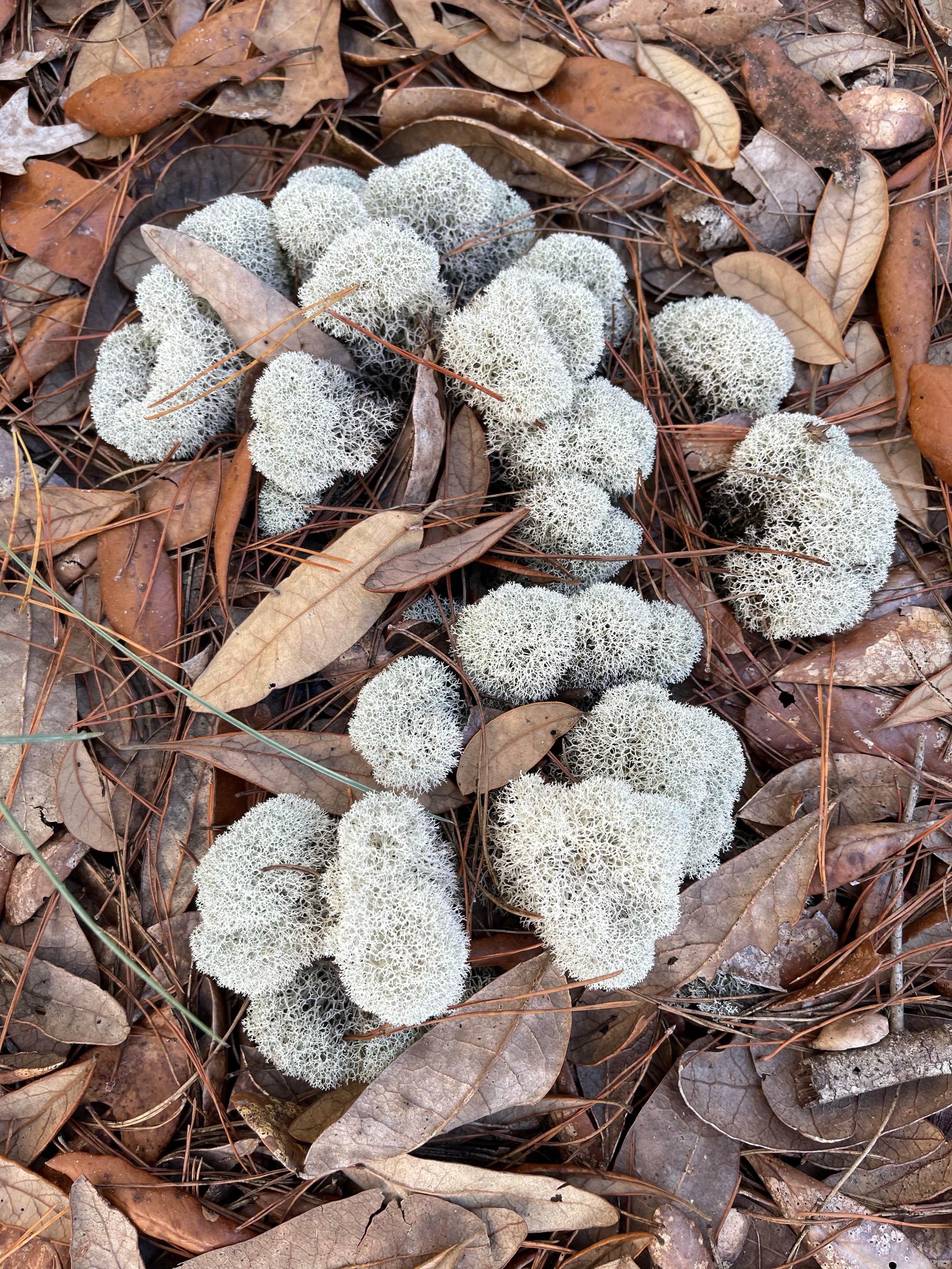 Camper-submitted photo at Holder Mine Campground near Inverness, FL