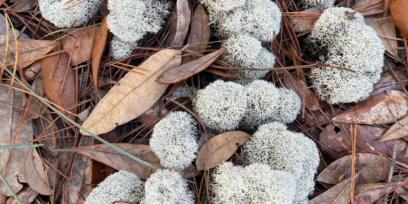 Camper submitted image from Holder Mine Campground