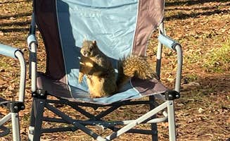 Rebecca's photo of camping with pets at Huntsville State Park Campground near Shepherd, TX