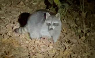 Rebecca's photo of camping with pets at Lake Bob Sandlin State Park Campground near Mount Vernon, TX