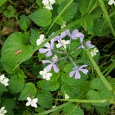 Review photo of Raccoon Creek State Park Campground by Suzann A., May 27, 2018