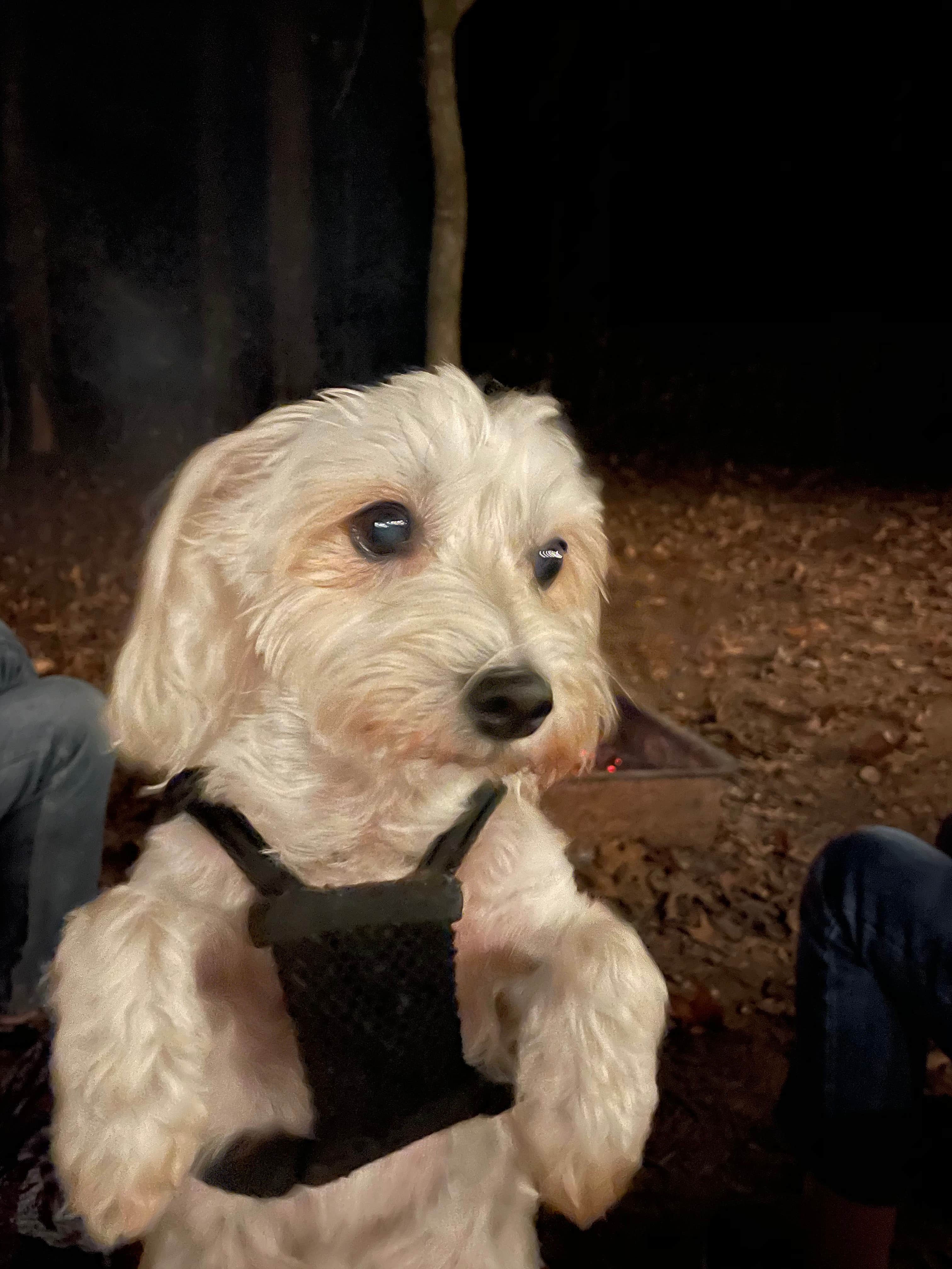 Rebecca's photo of camping with pets at Lake Bob Sandlin State Park Campground near Bagwell, TX