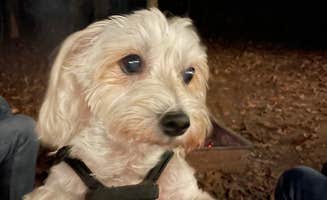 Rebecca's photo of camping with pets at Lake Bob Sandlin State Park Campground near Lake O' The Pines