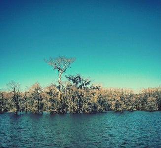 Camper-submitted photo from Caddo Lake State Park