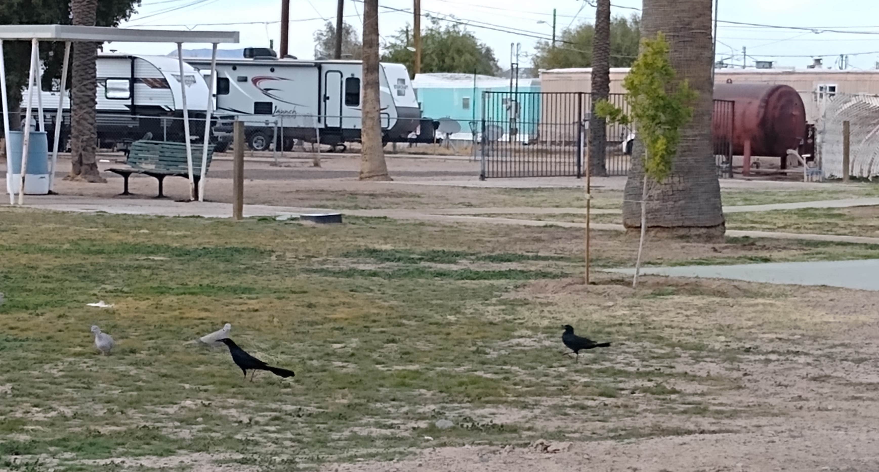 Camper-submitted photo at Palms Mobile Home RV Park near Gila Bend, AZ