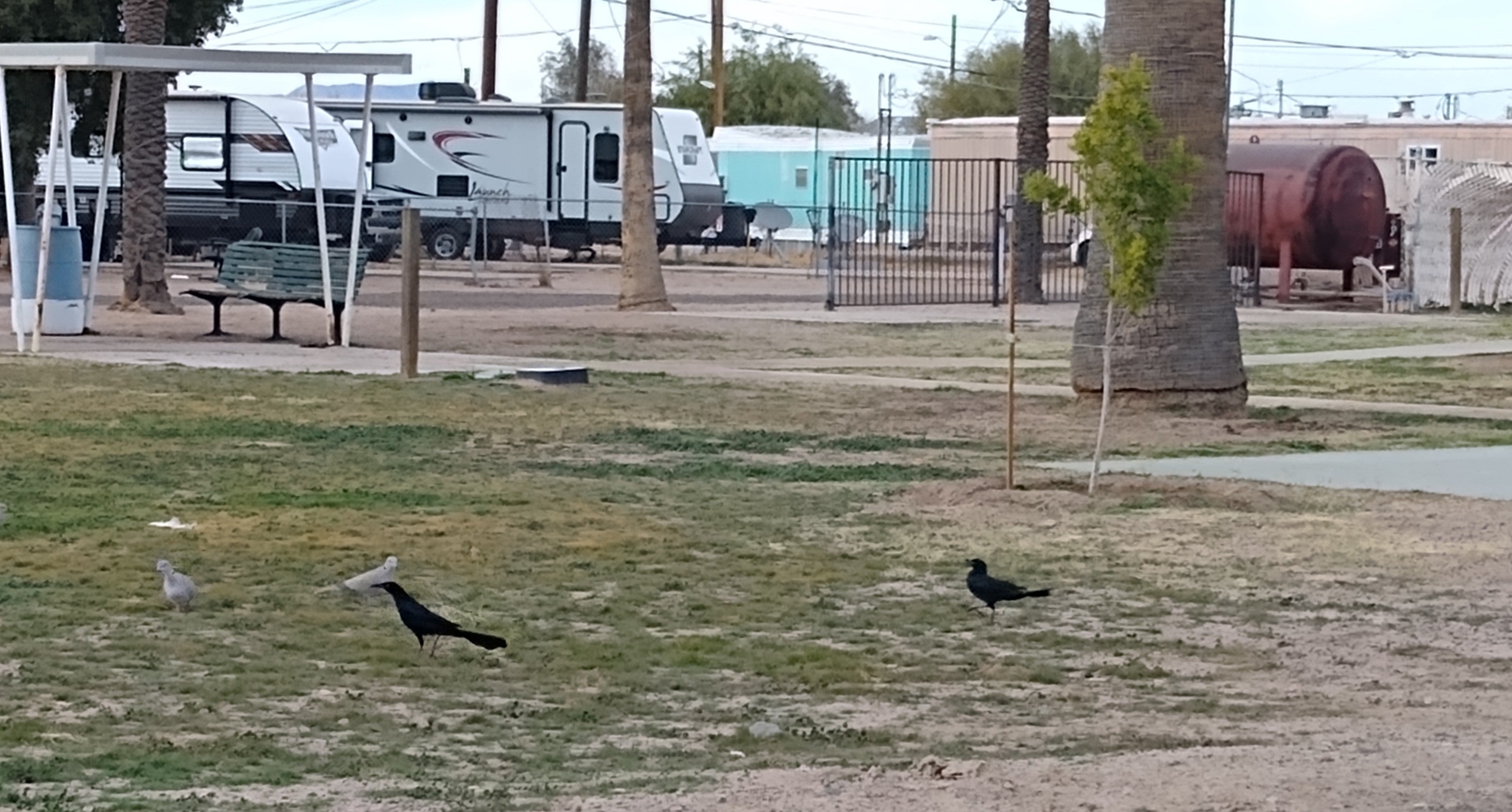 Camper submitted image from Palms Mobile Home RV Park - 5