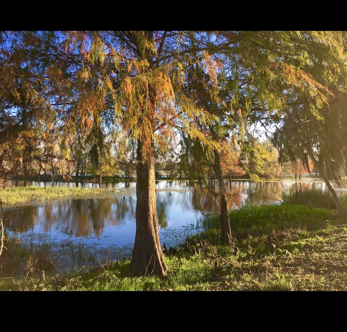 Camper-submitted photo at Brazos Bend State Park Campground near Fulshear, TX