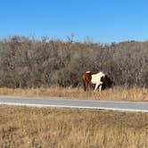 Review photo of Bayside Assateague Campground — Assateague Island National Seashore by Deanna  G., January 7, 2021