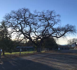 Camper-submitted photo from Live Oak Campground — Mount Diablo State Park Campground