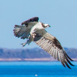 This osprey flew right by our door with a fish!
