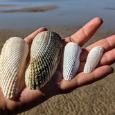 Gorgeous shells along the shoreline -- found across the bay, along the undeveloped shoreline.