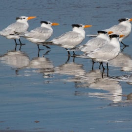For the Bird Nerds...Royal Terns can be found all up and down this coastline.