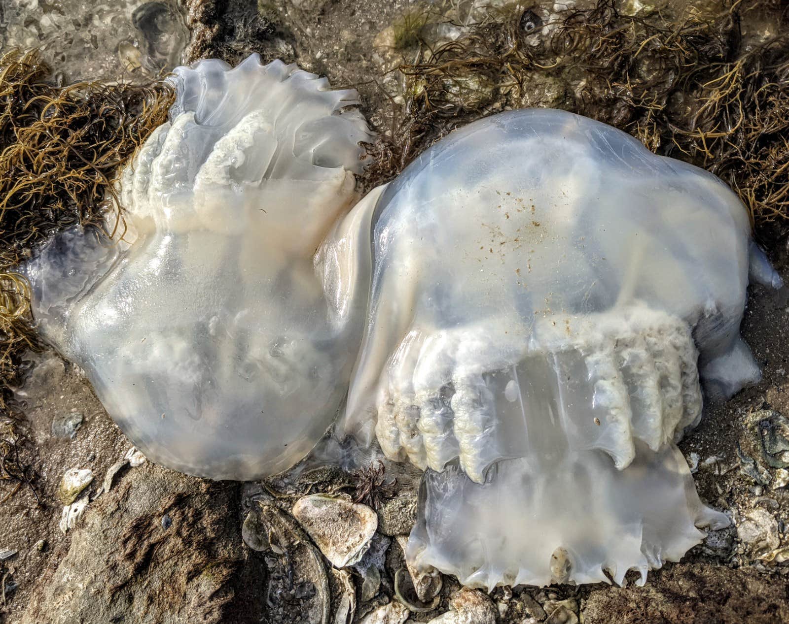 Camper-submitted photo at Goose Island State Park Campground near Corpus Christi, TX