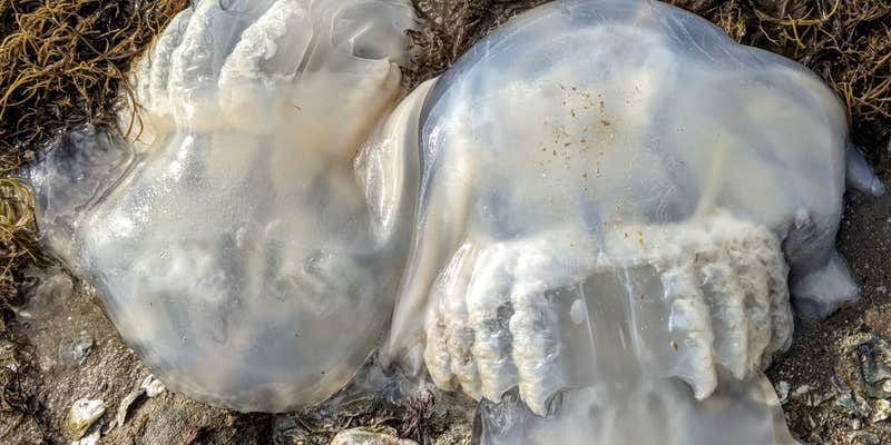 Camper submitted image from Goose Island State Park Campground