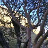 Review photo of Pine Springs Campground — Guadalupe Mountains National Park by Johnathan C., January 8, 2021