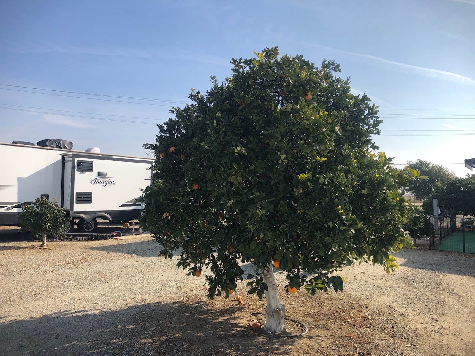 Camper submitted image from Orange Grove RV Park - 3