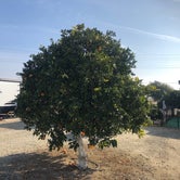 Review photo of Orange Grove RV Park by Shawn A., January 8, 2021