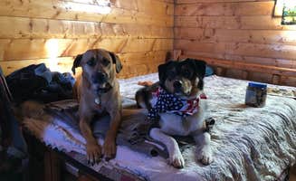 David R.'s photo of camping with pets at Grand Canyon-Williams KOA near Seligman, AZ
