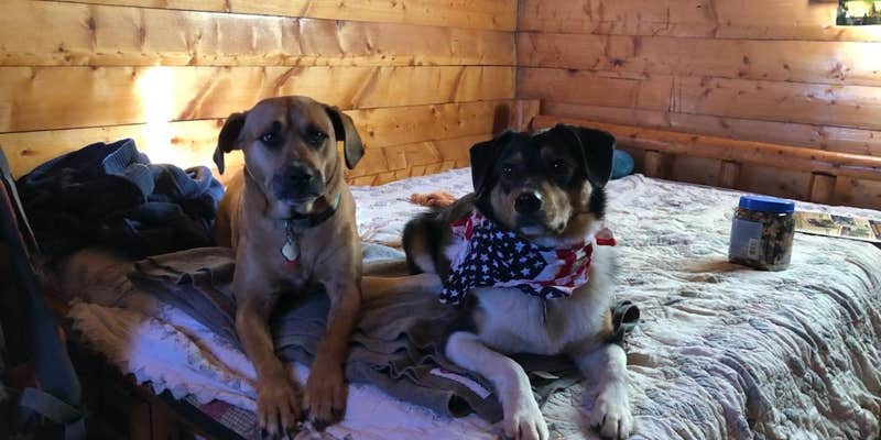 Camper submitted image from Grand Canyon-Williams KOA