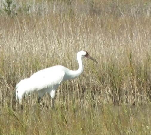 Camper-submitted photo at Goose Island State Park Campground near Corpus Christi, TX