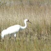 Review photo of Goose Island State Park Campground by Larry , January 8, 2021