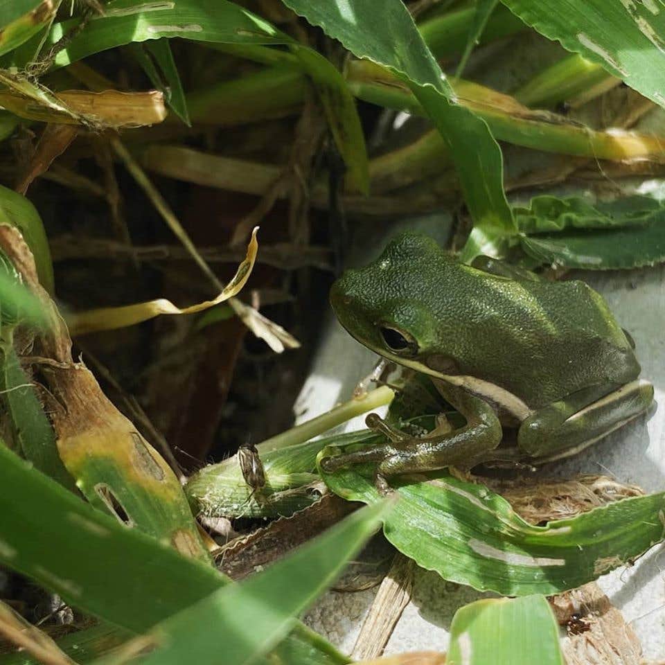 Camping near Austin Bayou Golf Course and RV Park: St. Ives RV Resort, Alvin, Texas