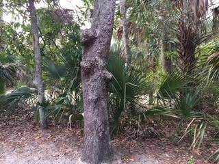 Camper-submitted photo at Tomoka State Park Campground near Ormond Beach, FL