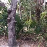 Review photo of Tomoka State Park Campground by Denise , January 8, 2021