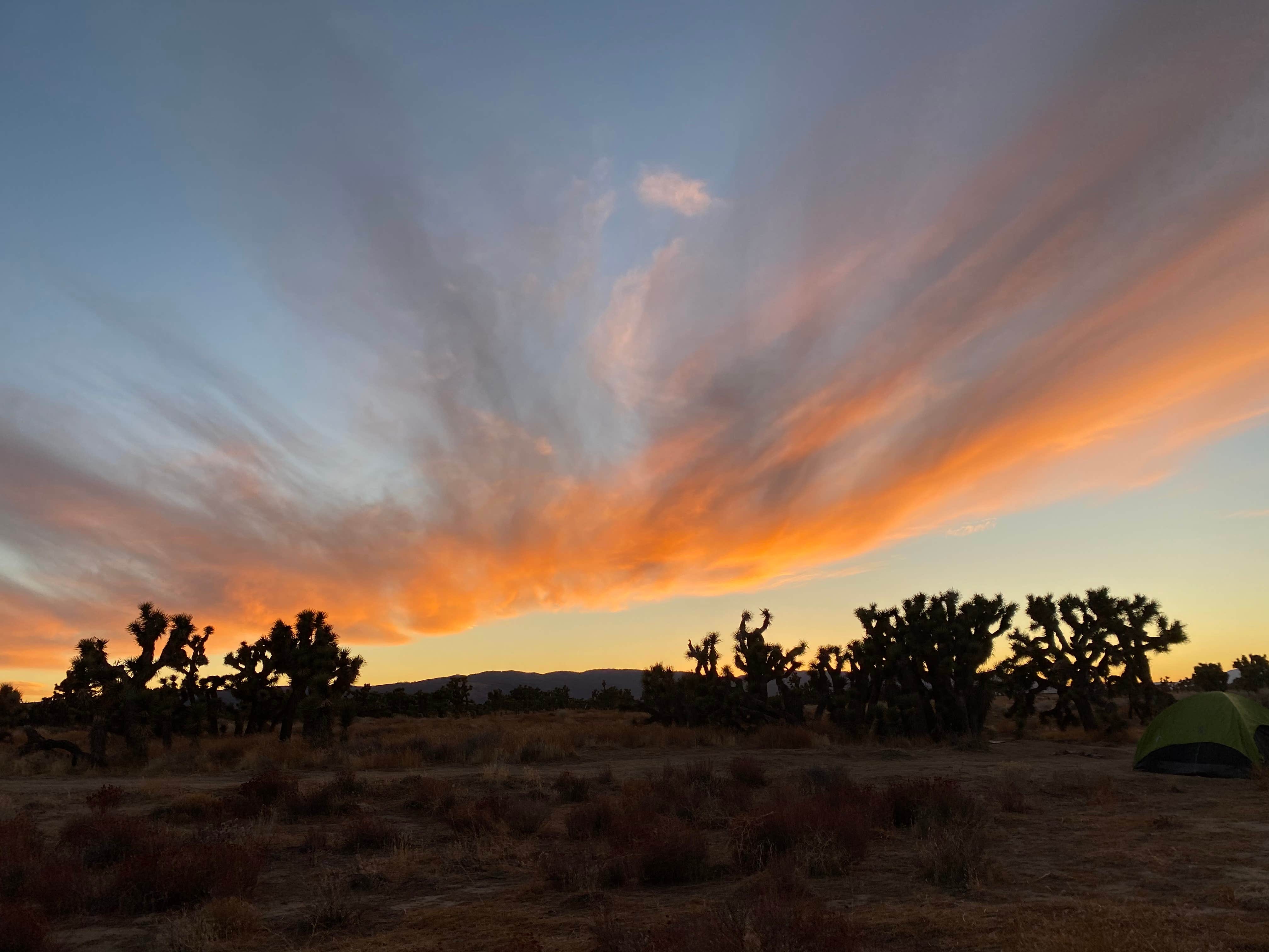 Ciara C.'s photo of tent camping at Joshua Tree Ranch Los Angeles near Bear Valley Springs, CA
