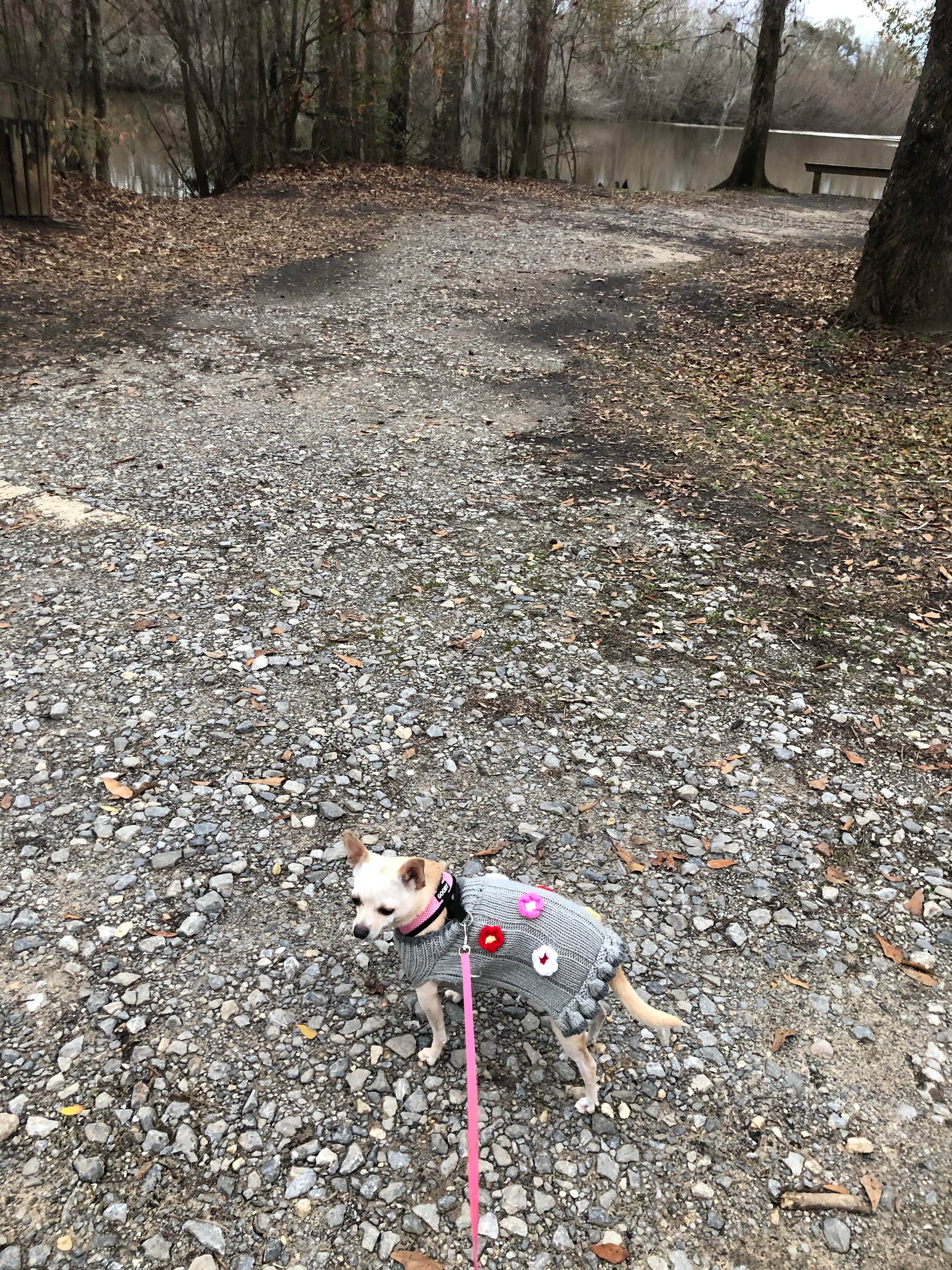 Roger B.'s photo of camping with pets at Cotton Lake near Bay Minette, AL