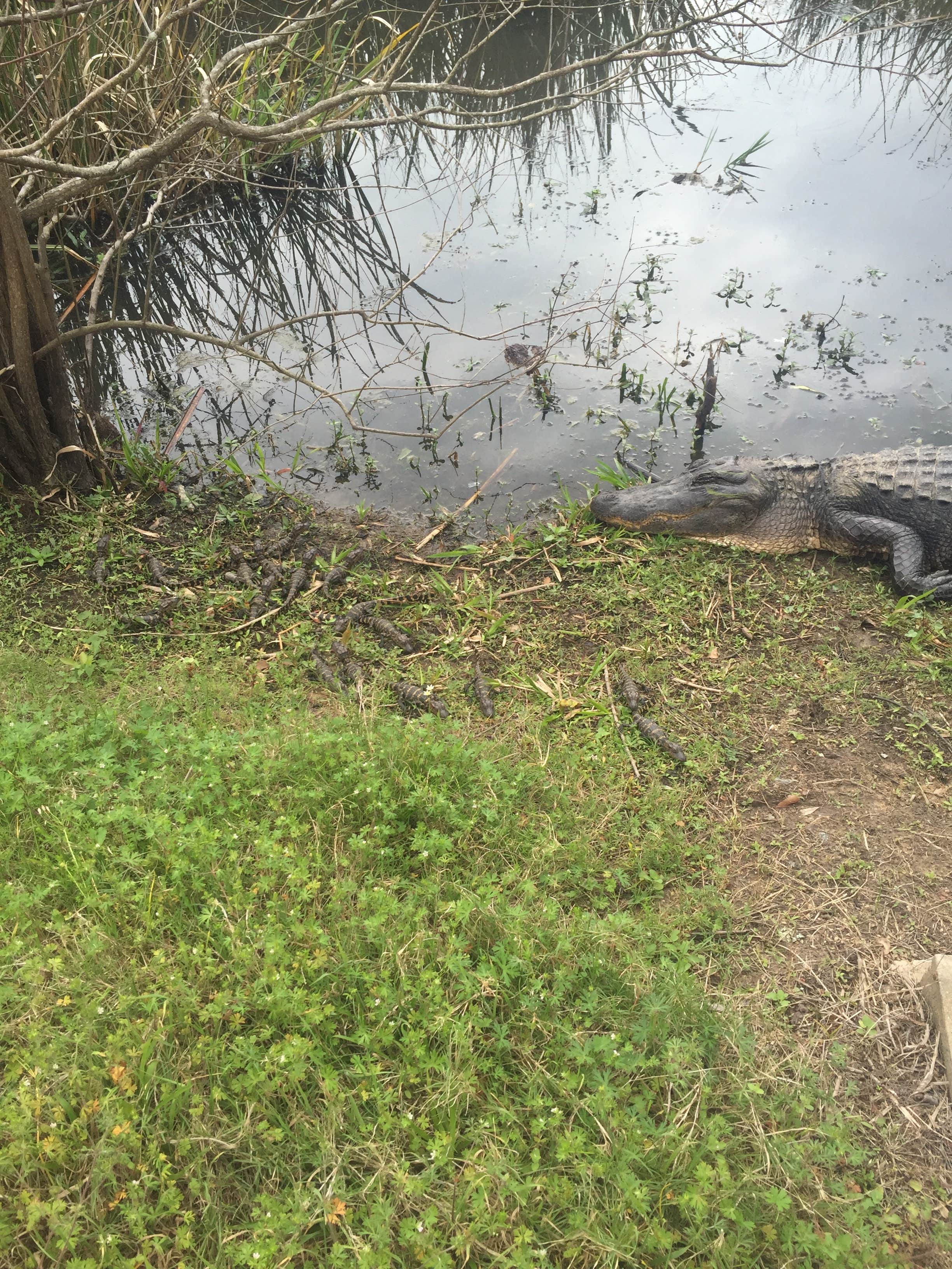 Camper-submitted photo at Brazos Bend State Park Campground near Fulshear, TX