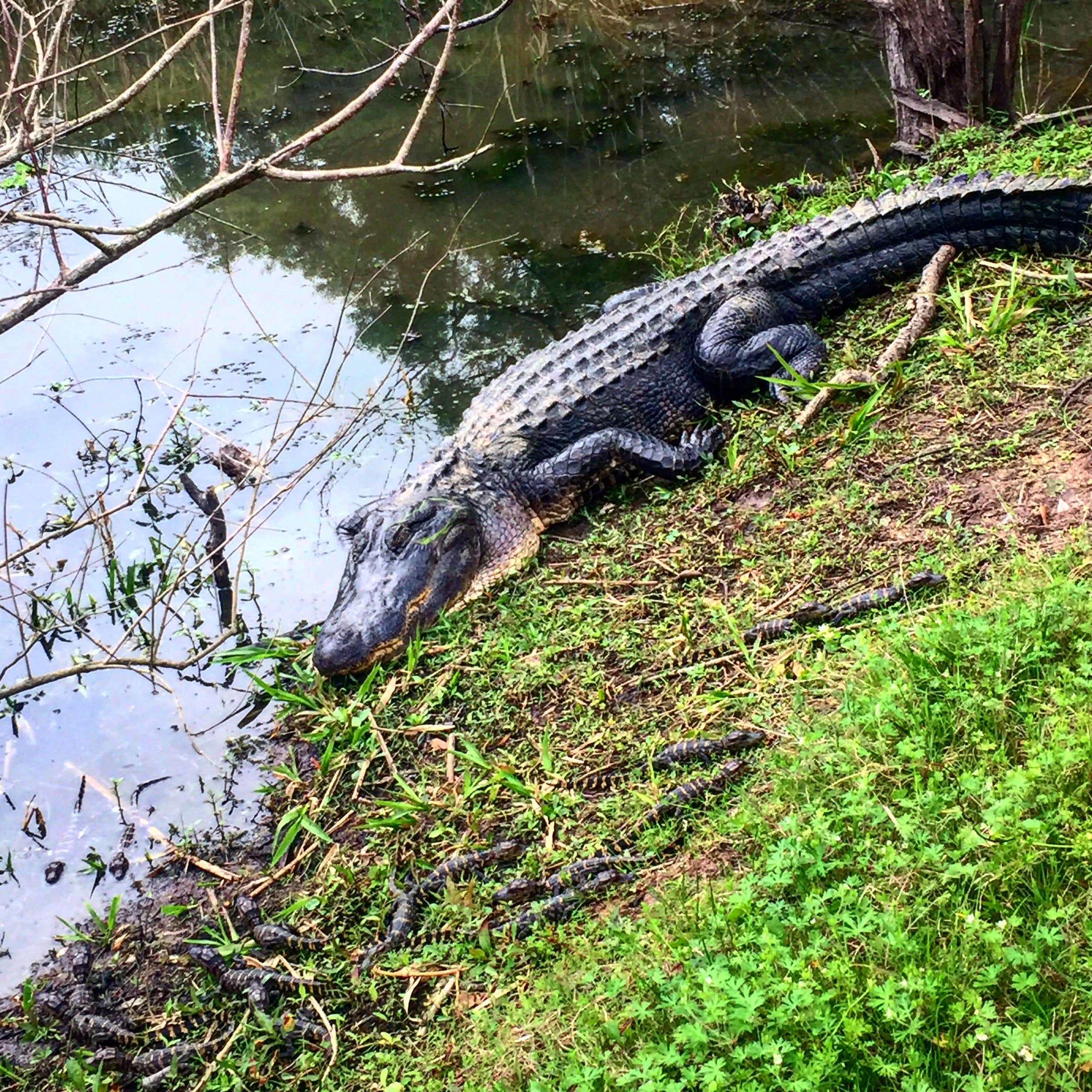 Brazos Bend State Park Campground