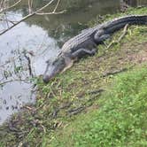 Review photo of Brazos Bend State Park Campground by Candy P., January 9, 2021