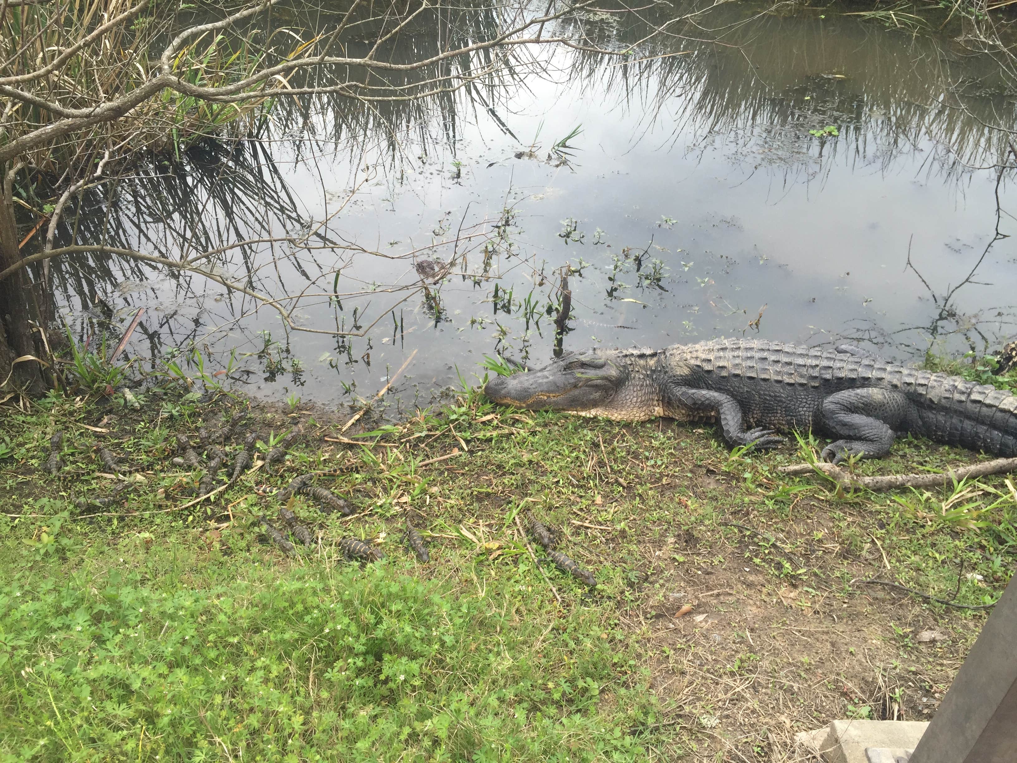 Brazos Bend State Park Campground