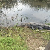 Review photo of Brazos Bend State Park Campground by Candy P., January 9, 2021