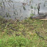 Review photo of Brazos Bend State Park Campground by Candy P., January 9, 2021