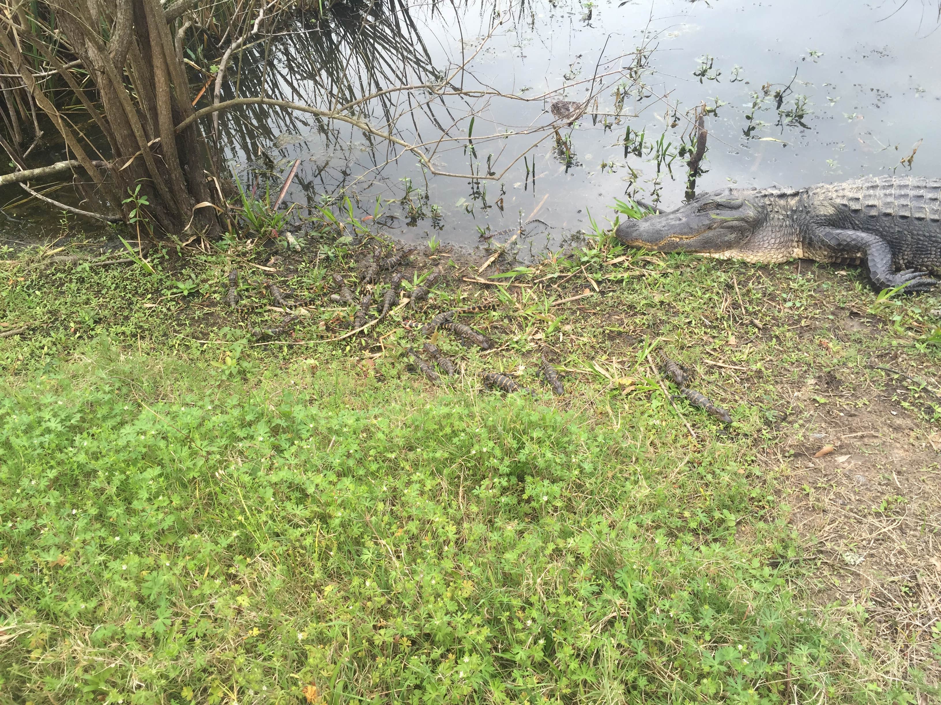 Camper-submitted photo at Brazos Bend State Park Campground near Fulshear, TX