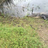 Review photo of Brazos Bend State Park Campground by Candy P., January 9, 2021