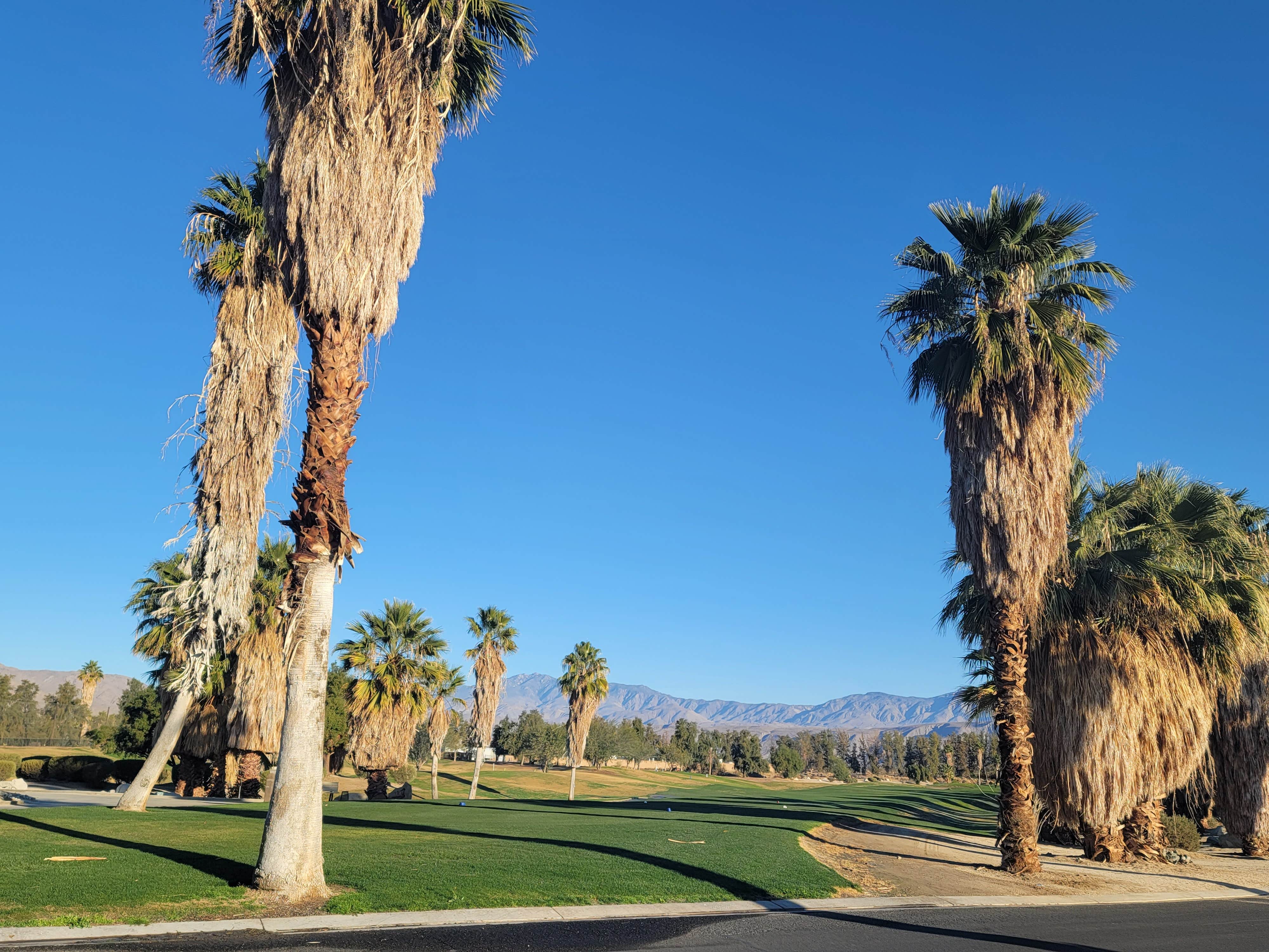 Camper-submitted photo at The Springs at Borrego RV Resort near Calipatria, CA