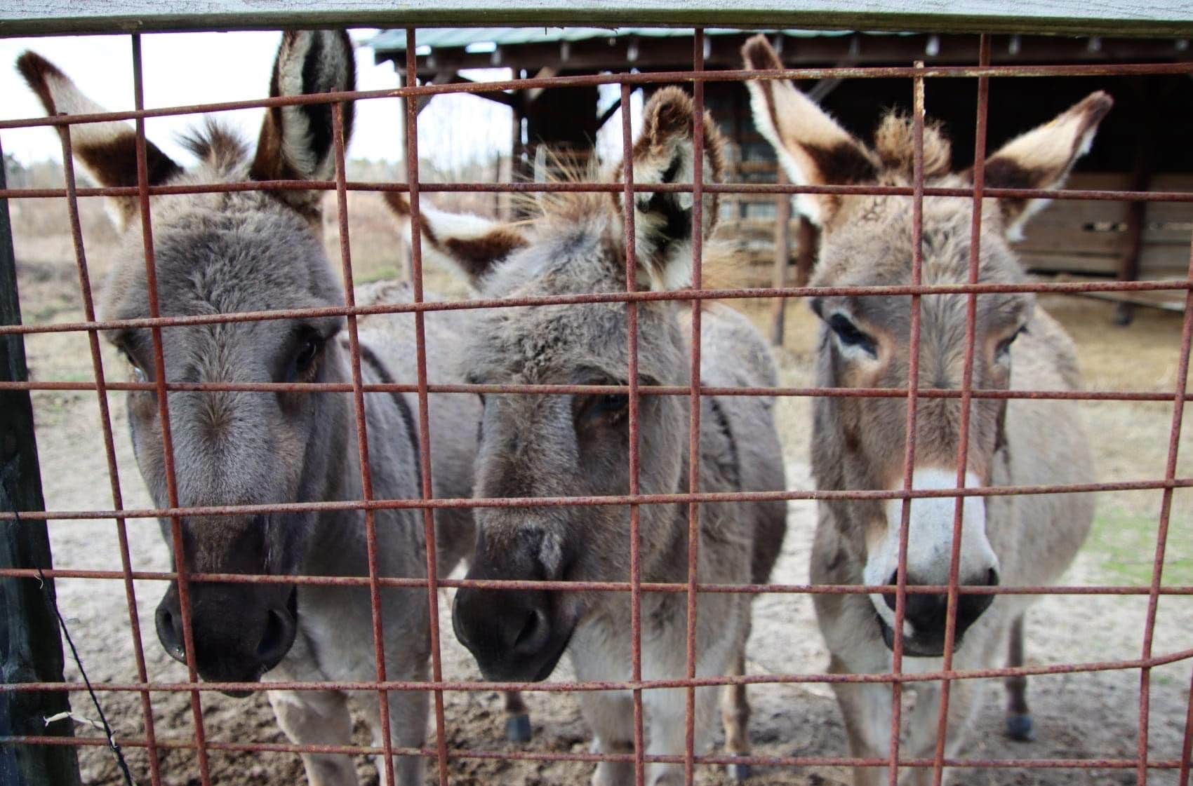 Camper-submitted photo at Sweetwater Lake Campground near Orangeburg, SC