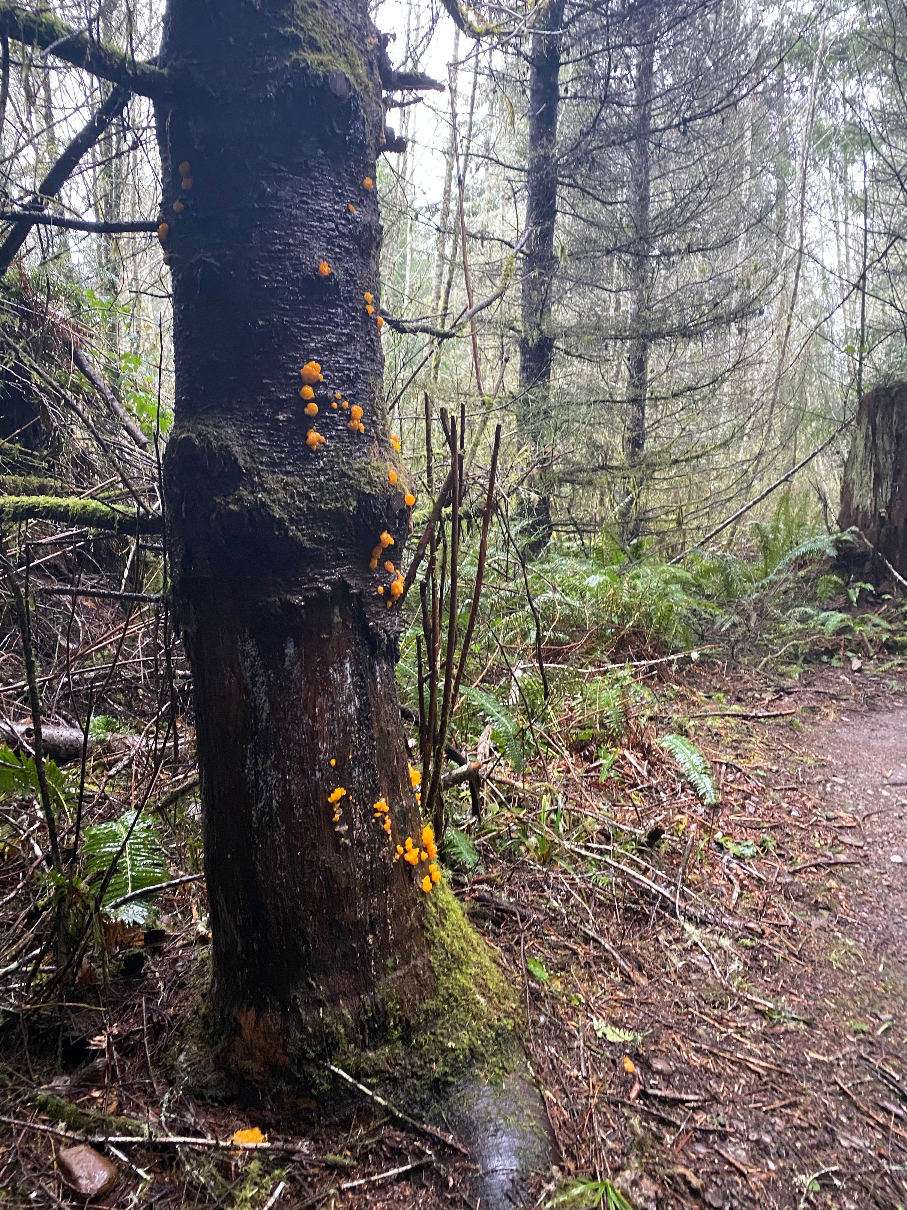 Camper-submitted photo at Lyre River Campground near Joyce, WA