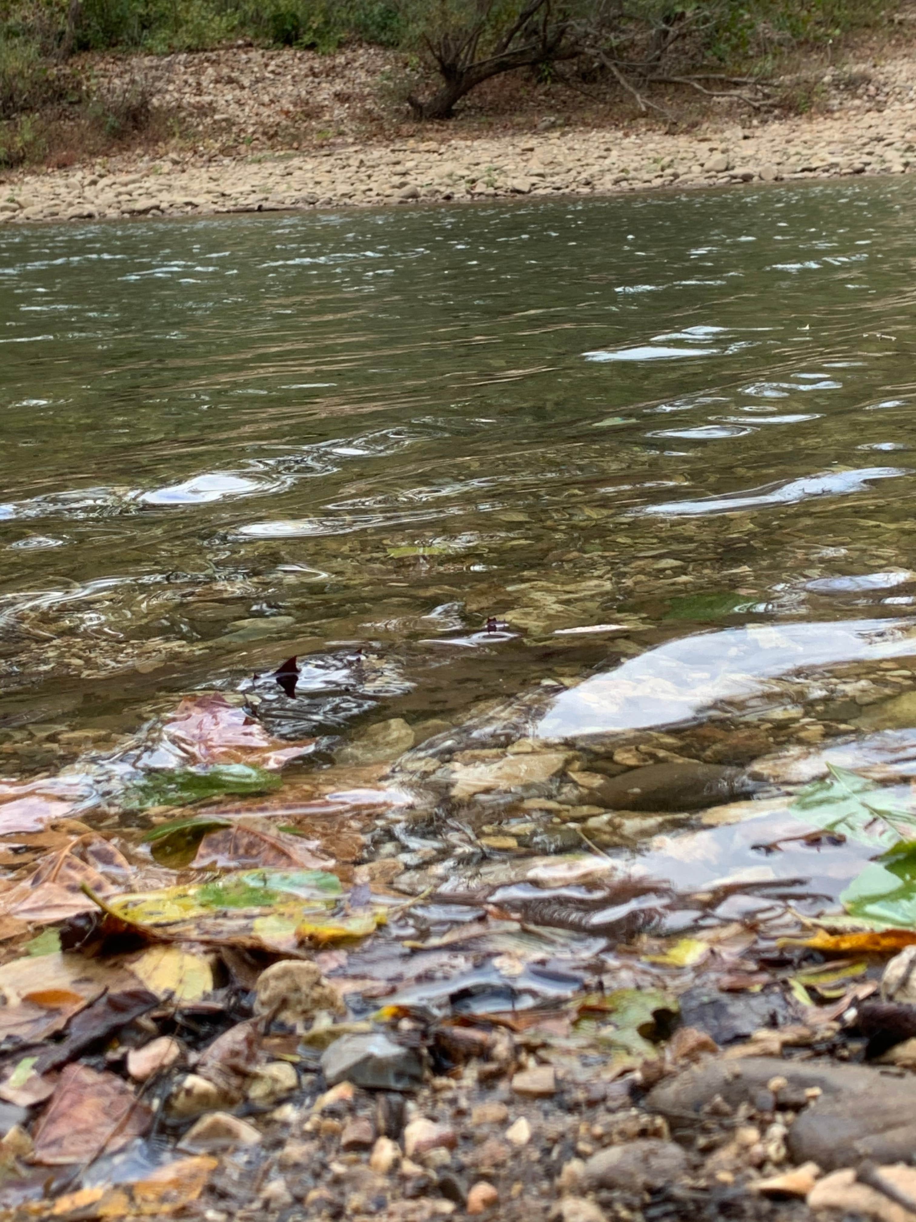 Camping near Ozark Campground — Buffalo National River: Kyles Landing Campground — Buffalo National River, Compton, Arkansas