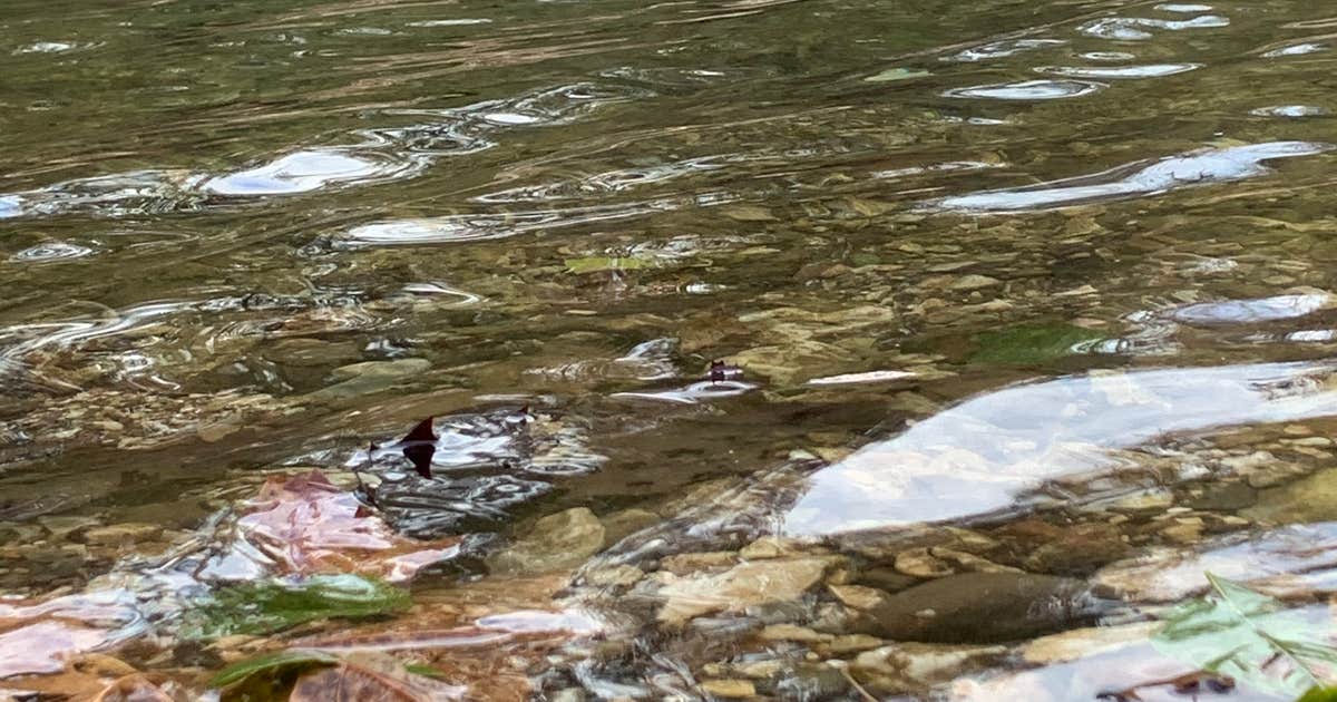 Kyles Landing Campground — Buffalo National River