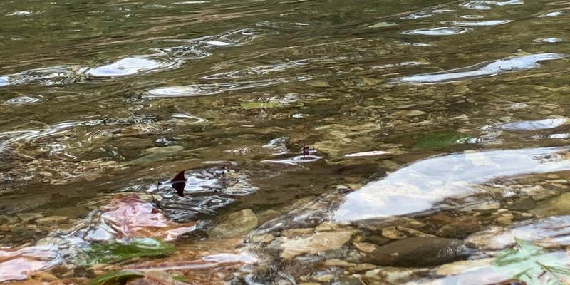 Camper submitted image from Kyles Landing Campground — Buffalo National River