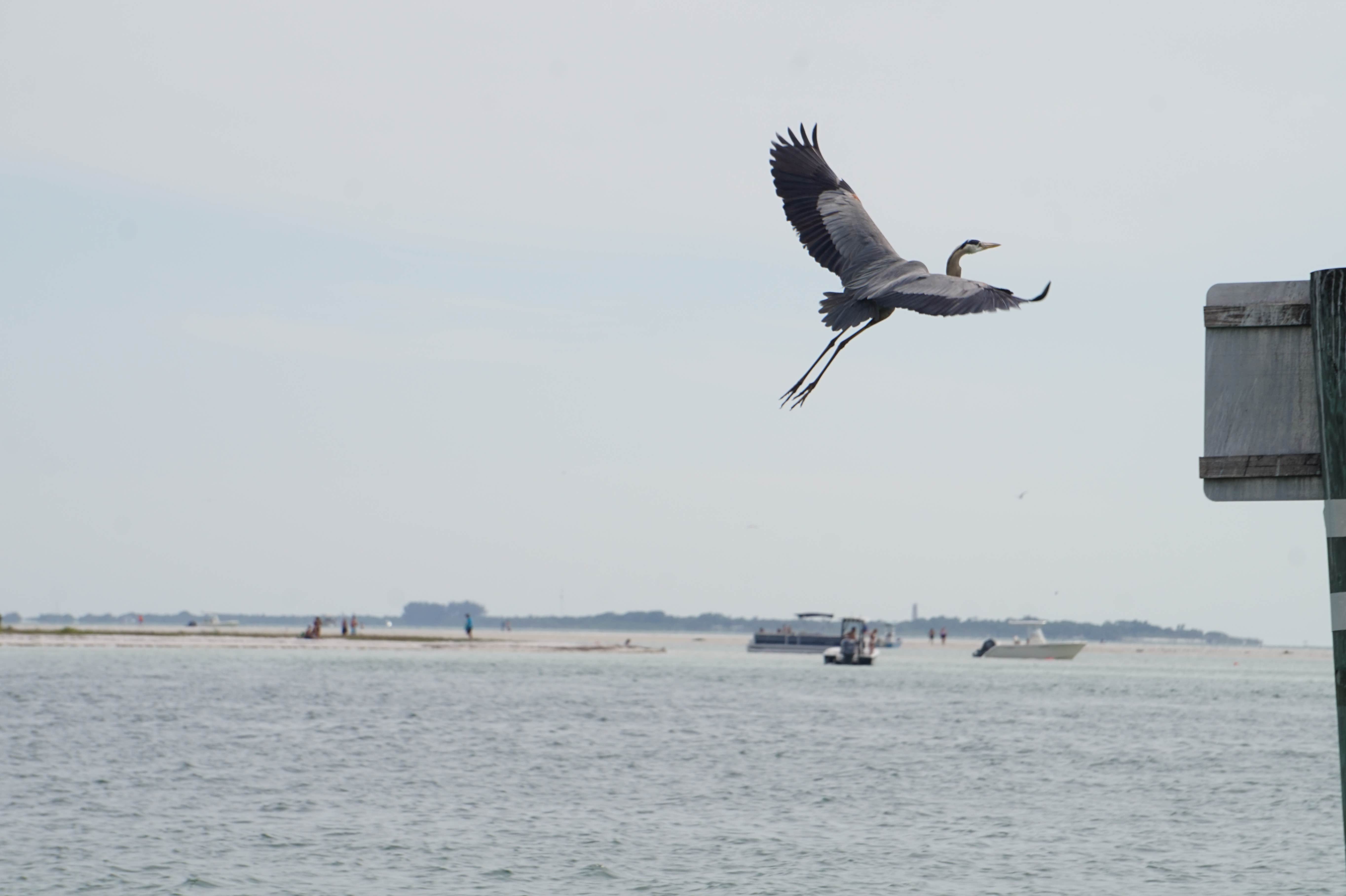 Camper-submitted photo at Shell Key Preserve near Tampa, FL